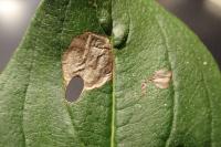 Antispila petryi