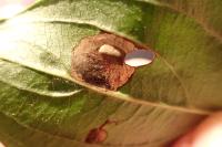 Antispila petryi