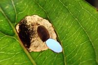 Antispila petryi
