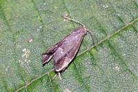 Anthophila fabriciana