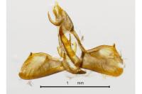 Anthophila fabriciana