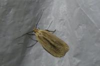 Agonopterix pallorella