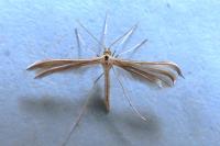 Merrifieldia malacodactyla