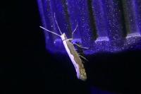 Plutella xylostella