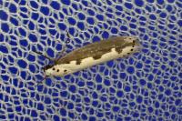 Ethmia bipunctella