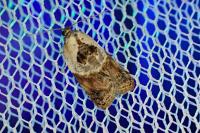 Acleris variegana
