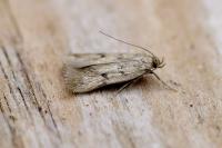 Borkhausenia nefrax