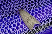 Ditula joannisiana