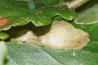Tischeria ekebladella
