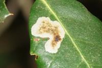 Phyllonorycter belotella