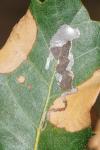 Acrocercops brongniardella
