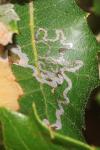 Acrocercops brongniardella