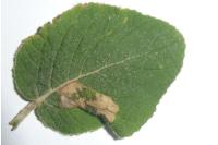 Phyllonorycter lantanella