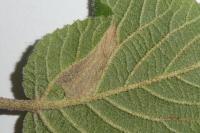 Phyllonorycter lantanella