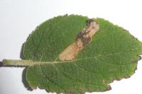 Phyllonorycter lantanella