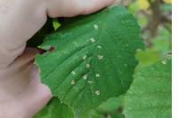 Coleophora badiipennella