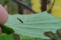 Coleophora badiipennella