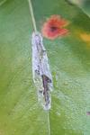 Phyllonorycter leucographella