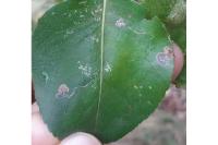 Stigmella pyri
