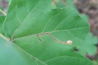 Stigmella aceris