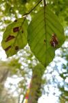 Phyllonorycter maestingella