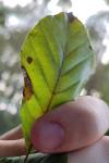 Phyllonorycter maestingella