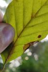Phyllonorycter maestingella