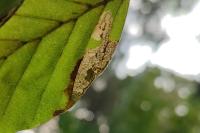 Stigmella hemargyrella