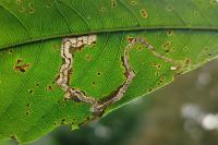 Stigmella samiatella
