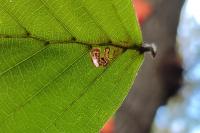 Stigmella tityrella
