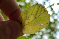 Stigmella microtheriella