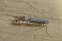Phyllocnistis ramulicola