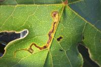 Stigmella aceris
