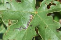 Stigmella aceris