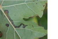Stigmella aceris