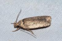 Agonopterix
