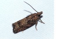 Acroclita subsequana