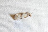 Neocochylis molliculana