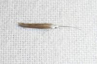 Coleophora