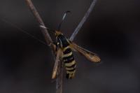 Bembecia uroceriformis