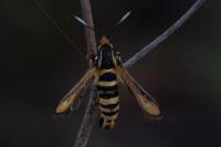 Bembecia uroceriformis