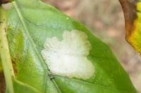 Tischeria ekebladella