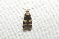 Oegoconia caradjai