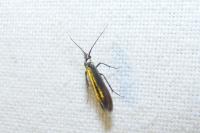 Coleophora