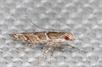 Acrocercops brongniardella