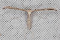 Emmelina monodactyla