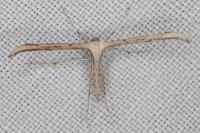 Emmelina monodactyla