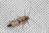 Scythris limbella