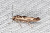 Scythris limbella