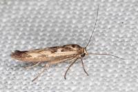 Scythris limbella